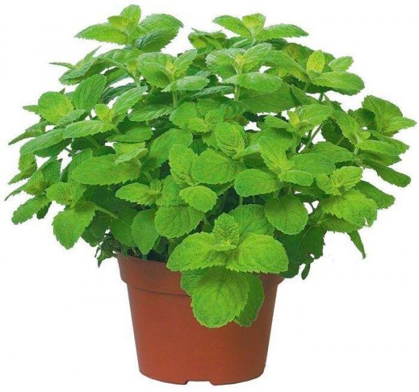 Растение Пряные травы Мелисса 14х25 см