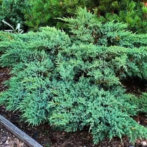 Растение Можжевельник чешуйчатый Блю Компакт С3 D20-30(укр)