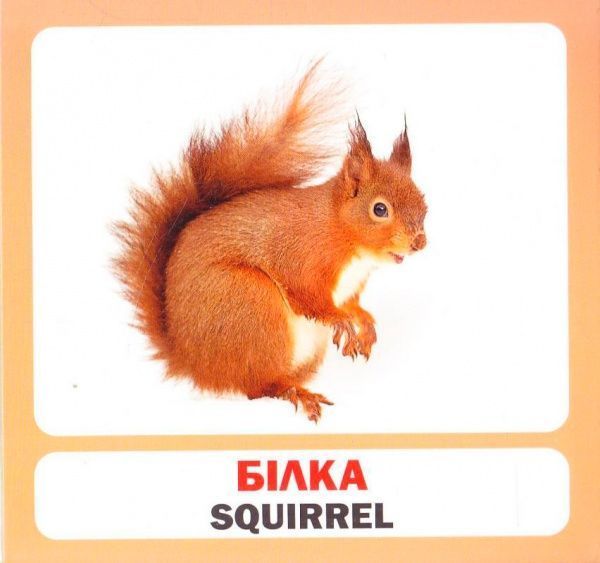 Книга «Навчальний посібник. Лісові тварини. англ-укр»