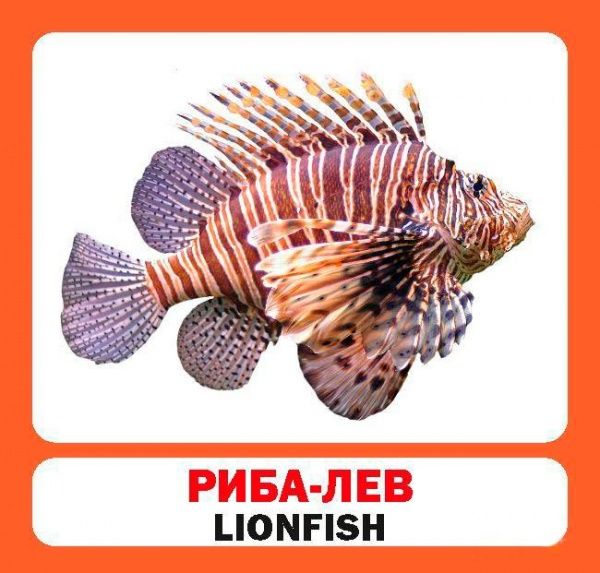 Книга «Навчальний посібник. Риби . англ-укр»