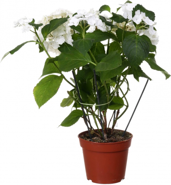 Рослина кімнатна Гортензія 13х40 см