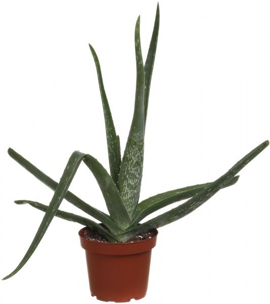 Растение комнатное Алоэ 14х35 см