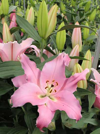 Цибулина VWS EXPORT – IMPORT OF FLOWERBULBS B.V. лілії східної Емані 1 шт. 