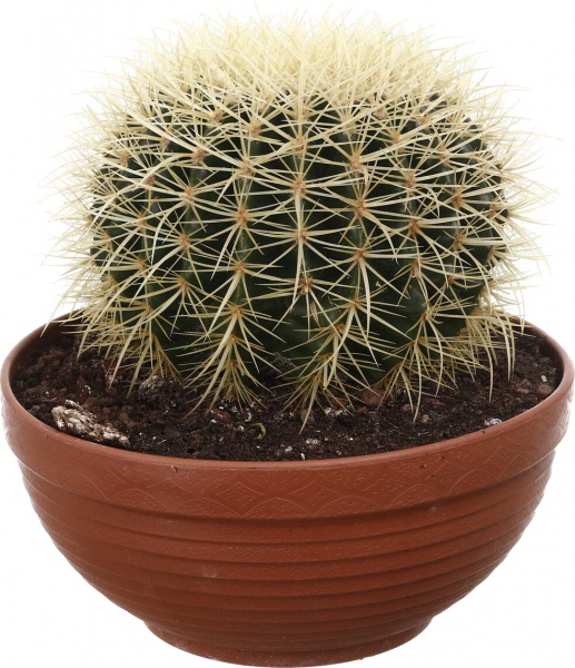 Рослина кімнатна Кактус ехіногрузон 24х25 см