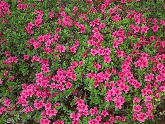 Растение Азалия / Azalea obtusum, С15