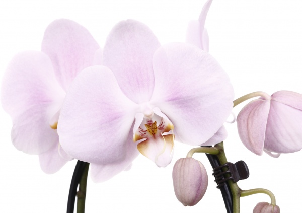 Растение комнатное Фаленопсис Cascade 12x55 см 1 ствол микс