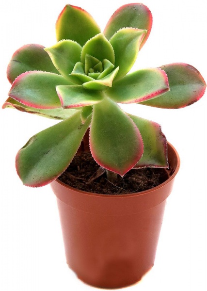 Суккулент Эониум Kiwi d5,5/h8