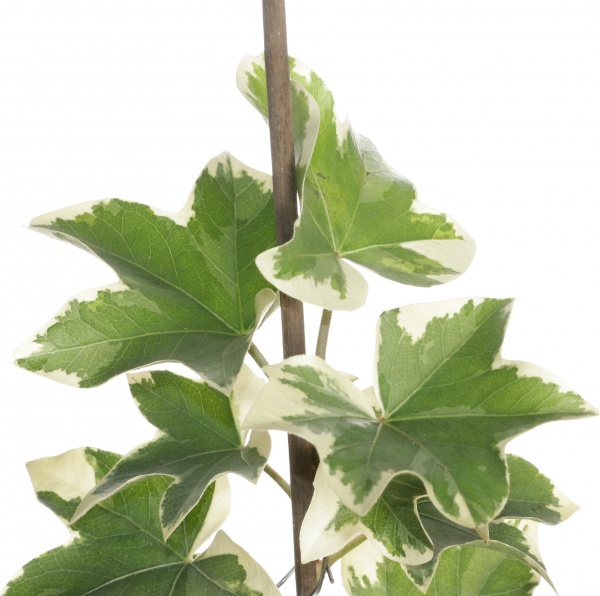 Растение фастхедера 17/60