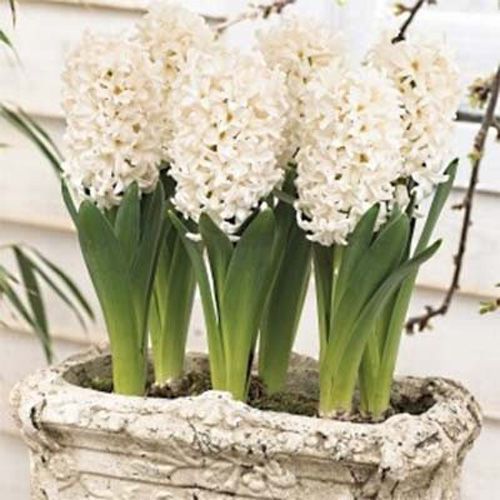 Луковицы цветов