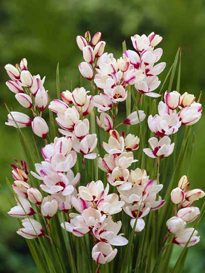 Бульбоцибулина іксії Спотлайт 5 шт. 