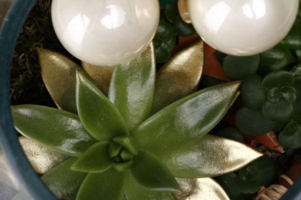 Рослина кімнатна Композиція золота колекція сукуленти з кулями у плавленій вазі в дереві 20х25 см