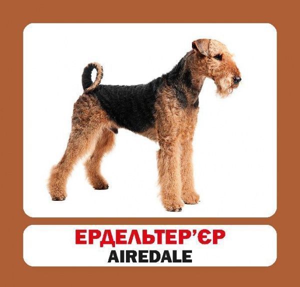 Книга «Навчальний посібник. Собаки . англ-укр»