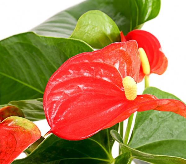 Растение Антуриум микс 17/65