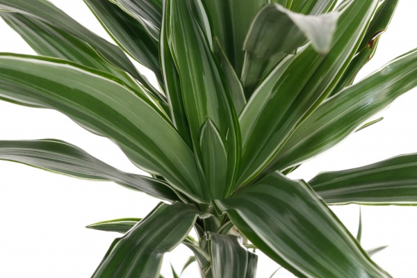 Рослина драцена лемон лайм 2 стовбури 17/65