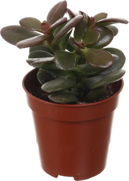 Рослина кімнатна Сукулент 5х8 см
