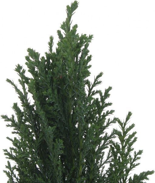 Саженец Кипарисовик микс 13/30