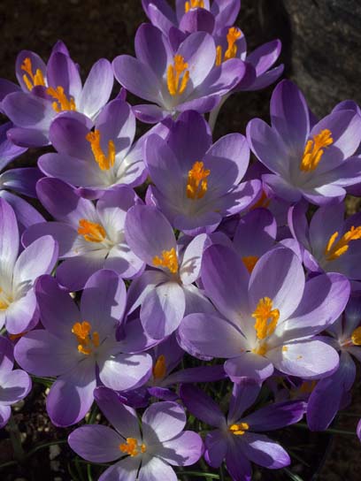 Клубнелуковица крокуса ботанического Уайтвел Перпл 5 шт. 