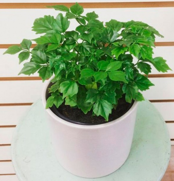 Растение Радермахера бранч d12/h30