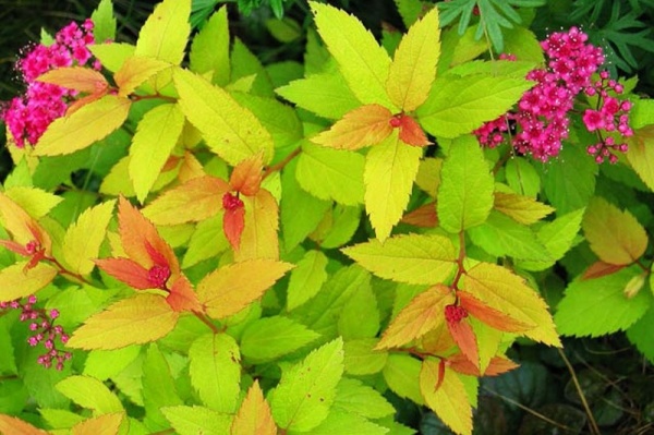 Растение Спирея Голдфлейм С2 D10-15