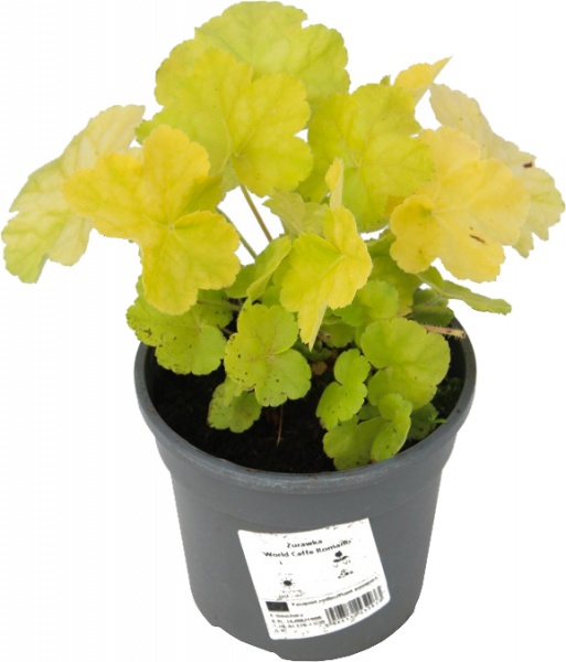 Растение Гейхера Романо С2