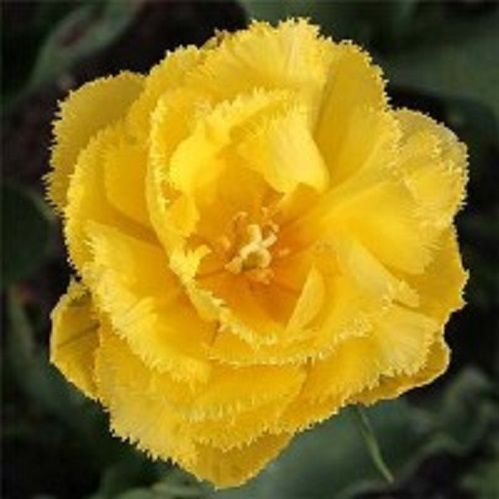 Луковица Тюльпан Бахромчатый махровый Екзотик Сан 5 шт. 