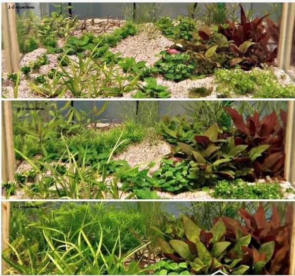 Рослина акваріумна Лотос К Лобелія кардіналіс міні (Lobelia cardinalis mini in vitro)