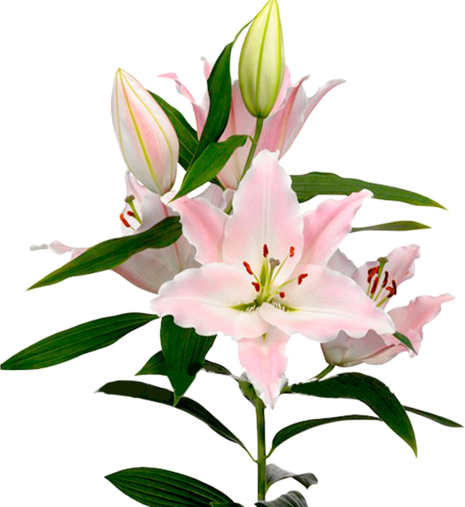 Рослина Лілія орієнтал 13x40 рожева