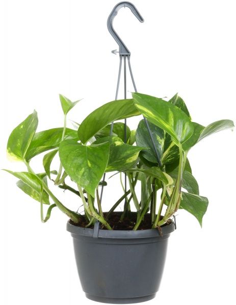 Растение Сциндапсус 14х55 см микс
