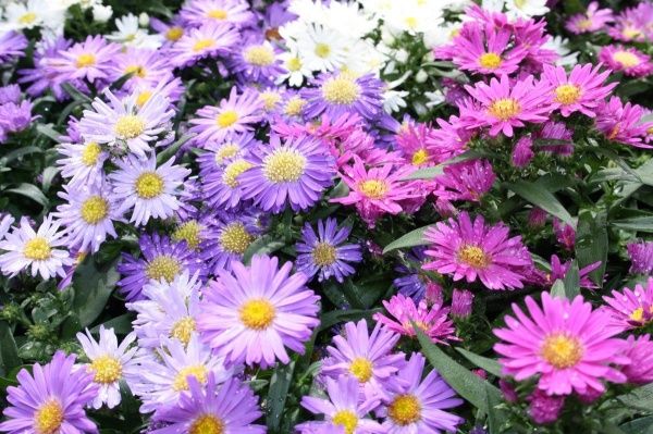 Насіння Професійне насіння айстра Альпійська суміш 0,2 г (4823058203065)