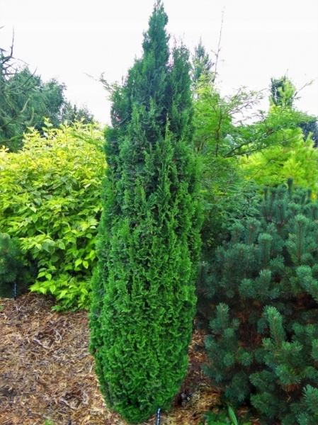 Рослина Туя/ Thuja occidentalis Brobek`s Tower С3, Н15-25