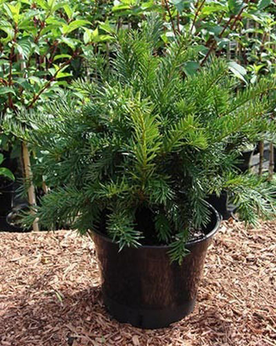 Растение Тис ягодный Репанденс С2-3