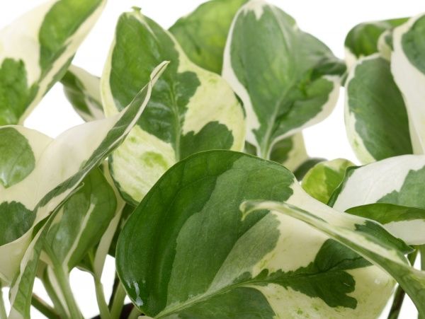 Растение Эпипремнум микс 12/15