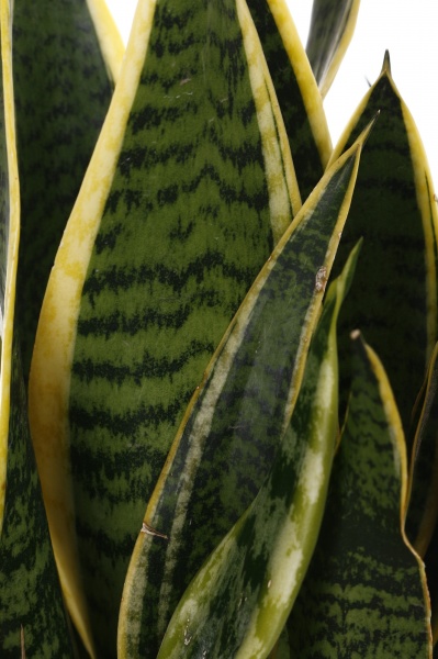 Рослина Сансевієрія d12/h40