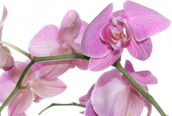 Рослина кімнатна Фаленопсис мікс 1 стовбур d12/90см