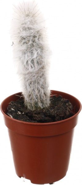 Рослина кімнатна Кактус мікс 5х10 см