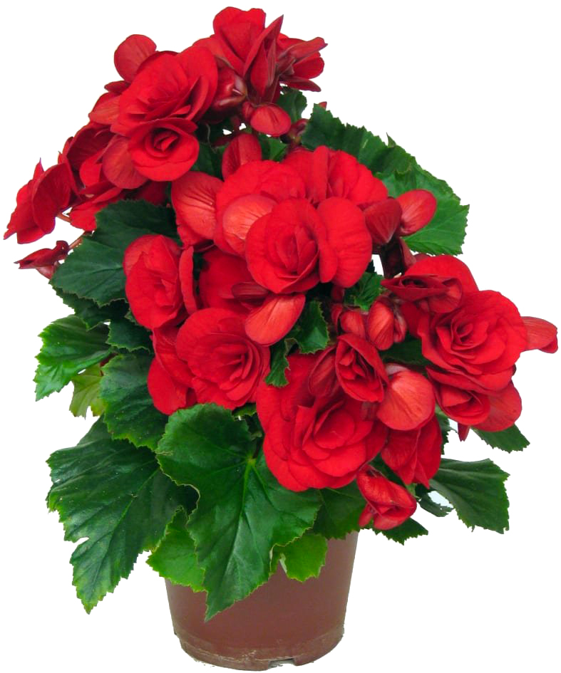 Растение комнатное Бегония d14/h30 красная Baladin