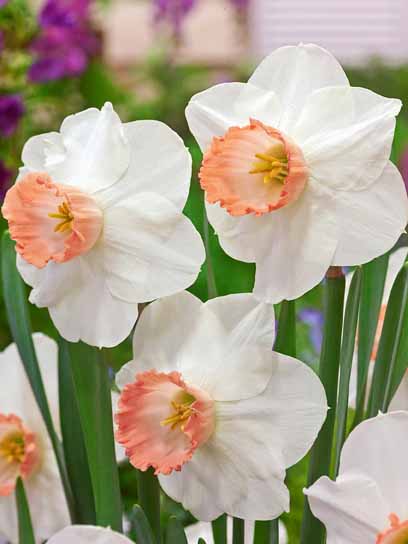 Луковица нарцисса Пинк Прайд 3 шт. 