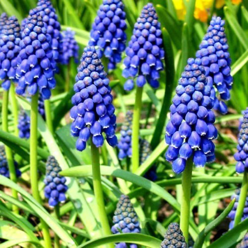 Луковица Яскрава Armeniacum 5 шт. 