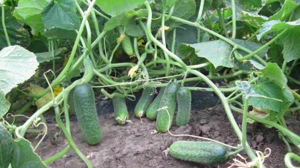 Семена Професійне насіння огурец Платина F1 10 шт. (4820176695796)