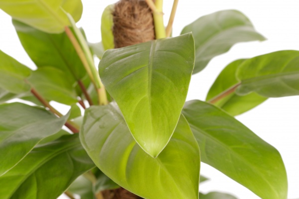 Рослина філодендрон 16/60 сортовий