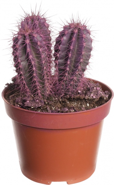 Рослина Кактус різнокольоровий 10/15