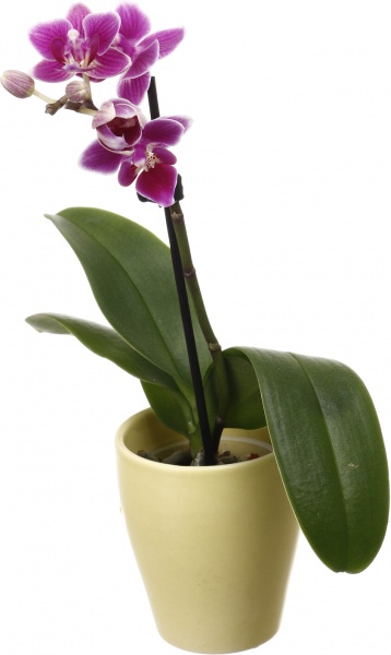 Рослина кімнатна Фаленопсис міні мікс 6х15 см в кераміці 1 стовбур