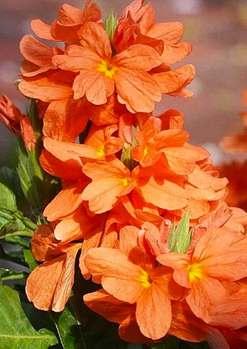 Растение Кросандра Фортуна d9/h20