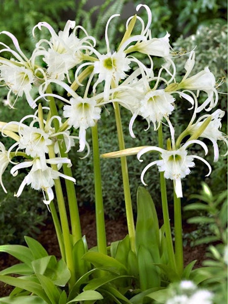 Луковица исмене фесталис 1 шт. 