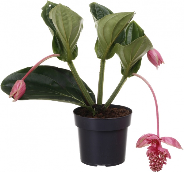 Растение декоративное Мединилла 17/50