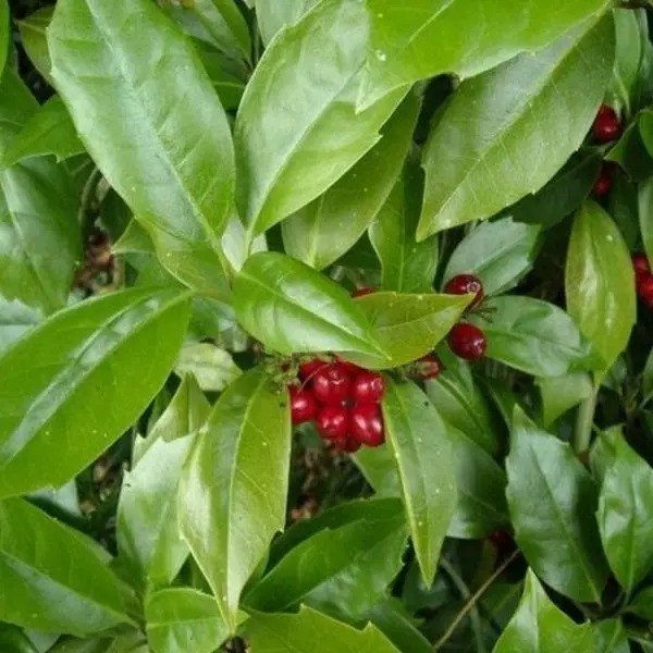 Растение Аукуба Японская Розание/Aucuba jap. 'Rozannie' С3/Н 20-30