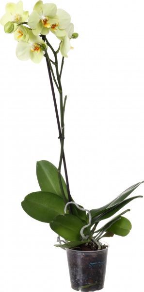 Растение комнатное Фаленопсис 12x70 см 1 ветка