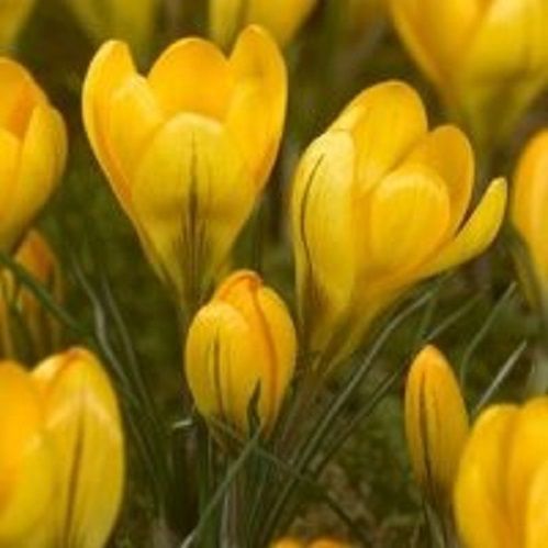 Луковица Крокус крупноцветковый желтый 10 шт. 