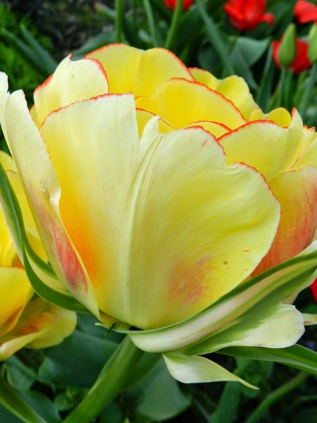 Луковица TUBERBULB Export B.V. тюльпана махрового позднего Акибоно 3 шт. 