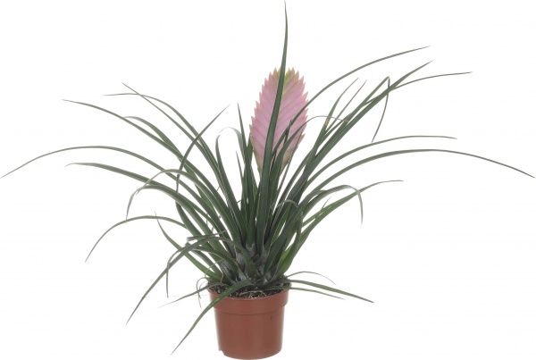 Растение ТИЛАНДСИЯ CYANEA ANITA 9/25